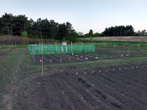 Large area of garden plots with stakes and fencing and bare soil ready for planting in spring.